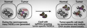 Cancer cell targeting by CRISPR-Cas9