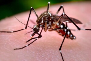 Mosquito gene alteration