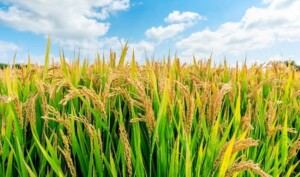 Enhancing Nitrogen Fixation by CRISPR Rice