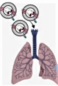 Exosomal Drug Carrier