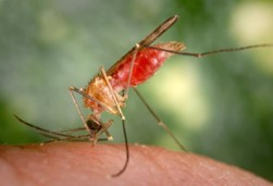 Mosquito genome modification