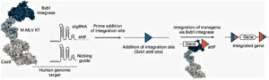 PASTE DNA Editing