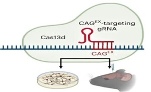 RNA-targeting CRISPR