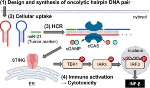 Cancer-Targeting Artificial DNA