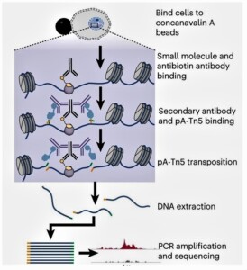 Chem-map drug-chromatin binding