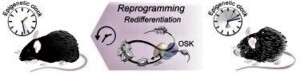 Aging reversal by epigenetic reprogramming