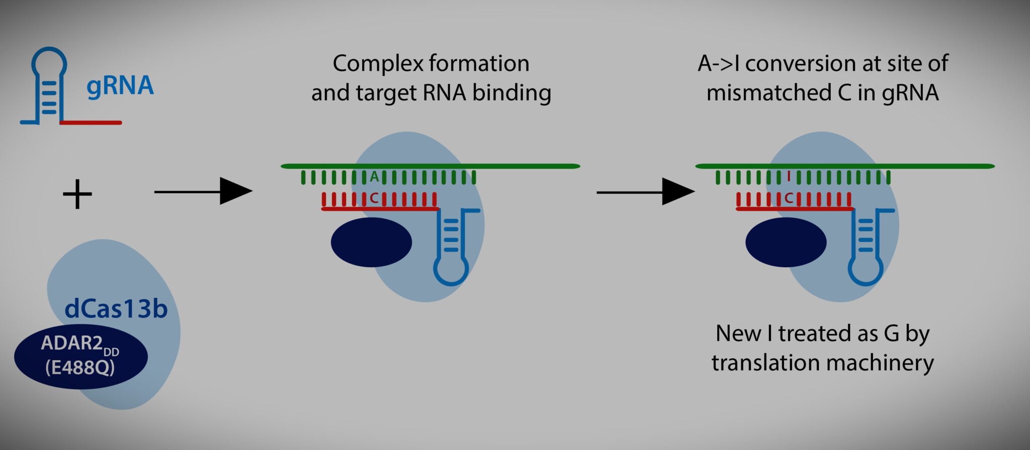 All You Need To Know About RNA Editing - Bioinformatics Hub