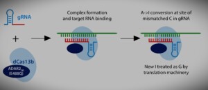 RNA Editing