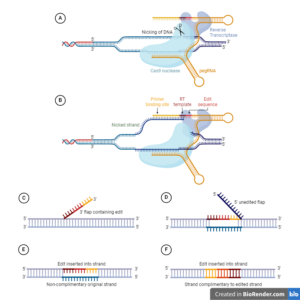 All You Need to Know About Prime Editing: A Revolutionary Gene Editing ...