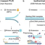 helicase-pcr