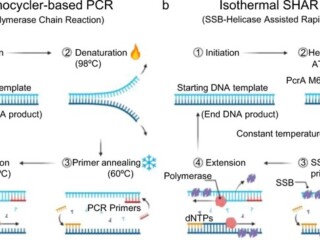 helicase-PCR