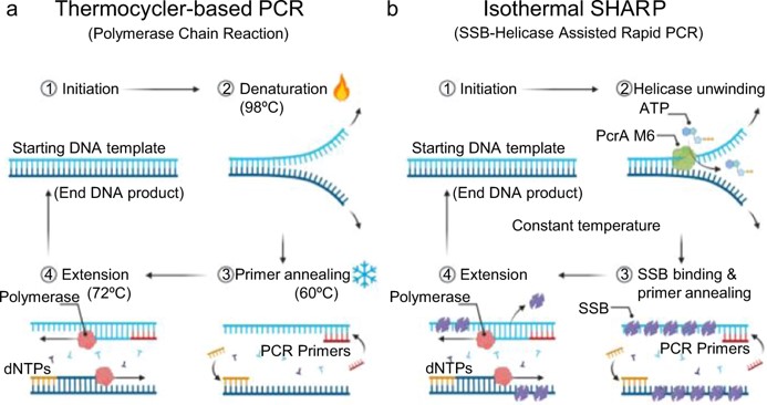 helicase-pcr